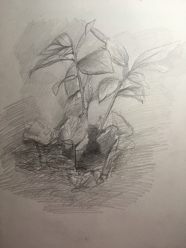 Nature sketching as drawing practice — Nature Journaling Week